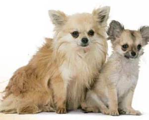1.5 kg Royal Canin Puppy Chihuahua pienso para perros