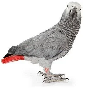 1 kg Versele-Laga Prestige African Parrot Mix semillas para loros