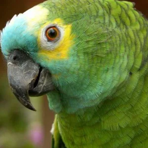 1 kg Versele-Laga Prestige Amazone Parrot Mix semillas para loros