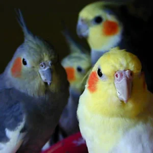1 kg Versele-Laga Prestige Australian Parakeet Mix semillas para ninfas