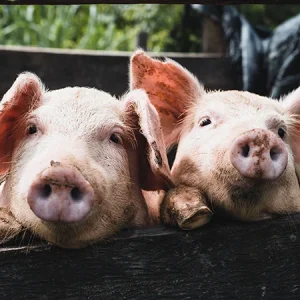 10 animales de granja para cuidadores aficionados