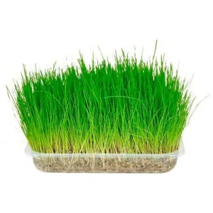 117 g Flamingo Hierba Gatera Purgante para gatos