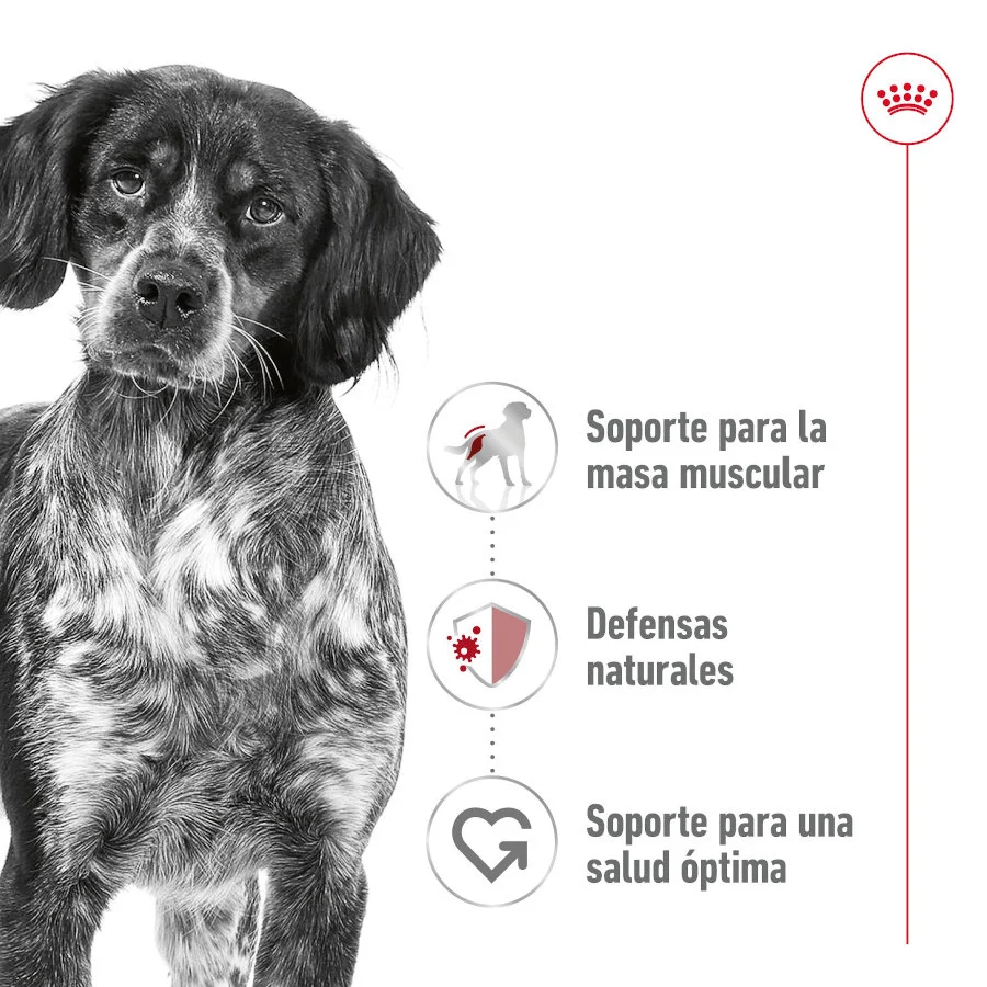 410 g Royal Canin Medium Adult Paté lata para perros - Image 2