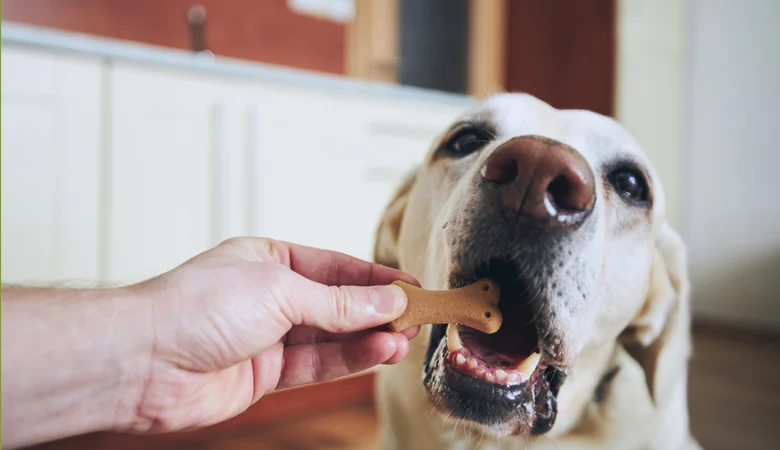 9 tipos de snacks para perros | ¿Qué snack eliges para tu perro?