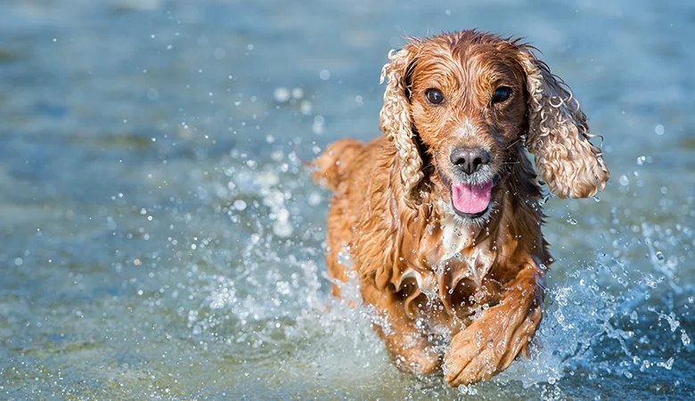 Algas verdeazules en perros: ¿cómo reconocerlas y qué hacer?