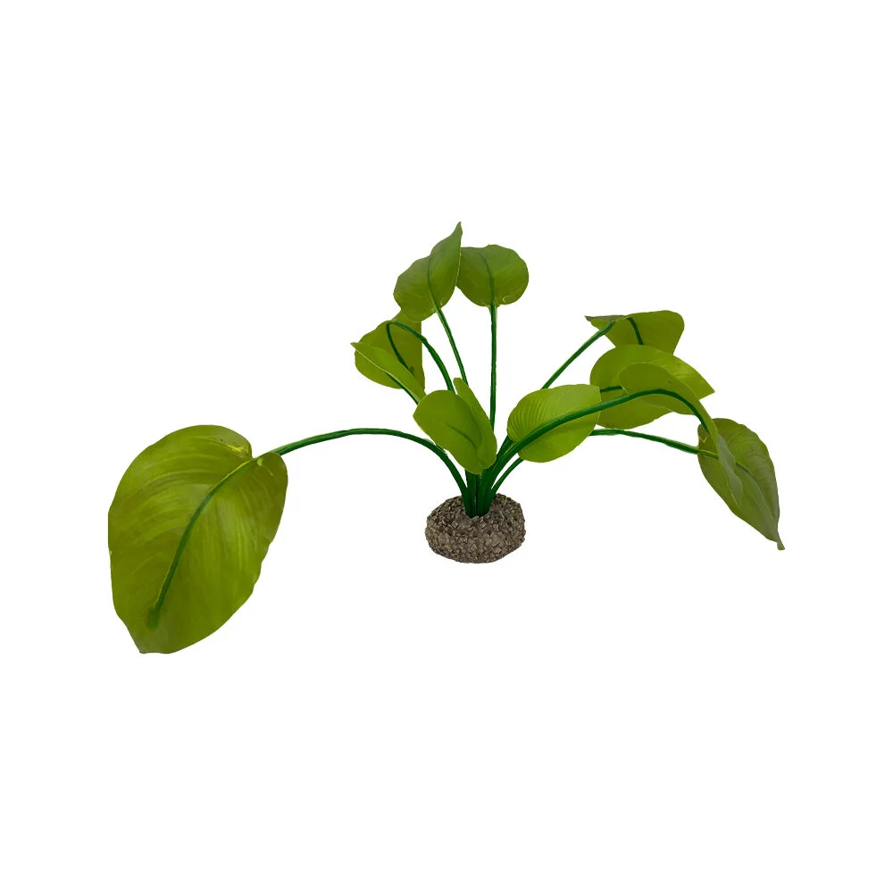Aqua Della Anubias - Image 2