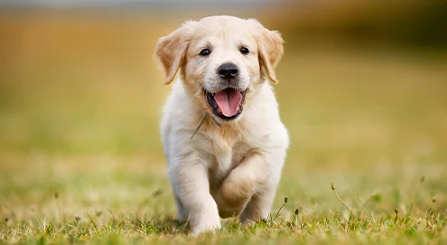 Checklist: ¿qué necesitas para recibir a un cachorro?
