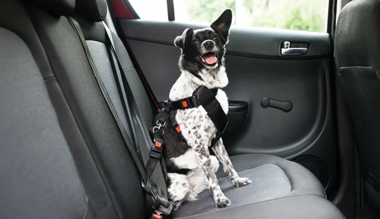 Cinturón de seguridad obligatorio para perros en Alemania
