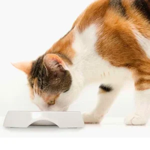 Comedero de Acero Inoxidable | CATIT