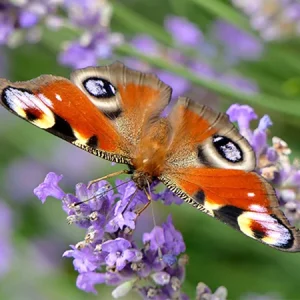 ¿Cómo crear un jardín amigable con los insectos?