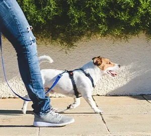 ¿Cómo elegir el arnés perfecto para tu perro?