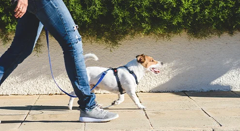 ¿Cómo elegir el arnés perfecto para tu perro?