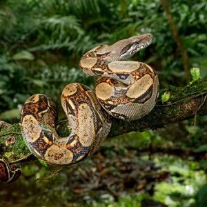 ¿Cómo preparar un terrario para reptiles? Una guía completa
