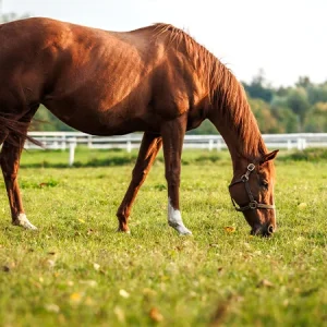 ¿Cómo preparas a tu caballo para el verano?