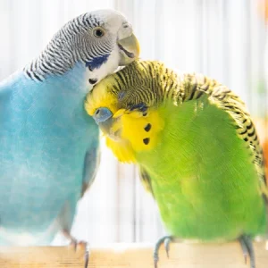 ¿Cómo prevenir el aburrimiento en los pájaros?