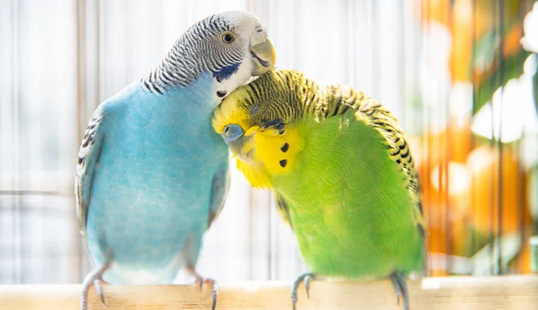 ¿Cómo prevenir el aburrimiento en los pájaros?