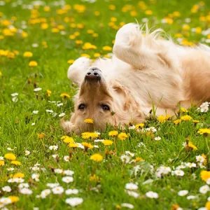 ¿Cómo proteger la herida quirúrgica de tu perro?