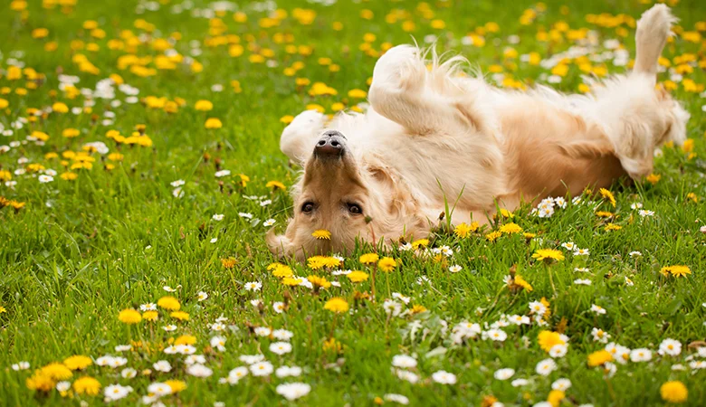¿Cómo proteger la herida quirúrgica de tu perro?