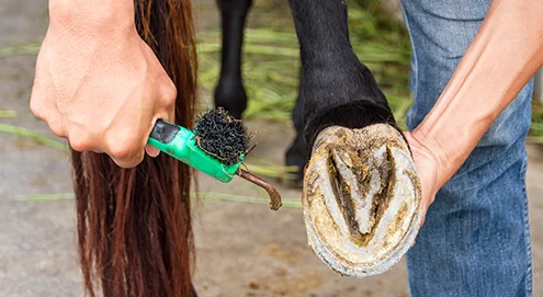 Consejos para el cuidado de los cascos en caballos | ¿Cuándo llamar al herrador?