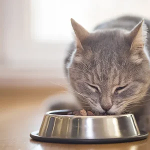 ¿Cuál es la mejor comida para gatos?