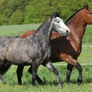 ¿Cuáles son las razas de caballos más populares?