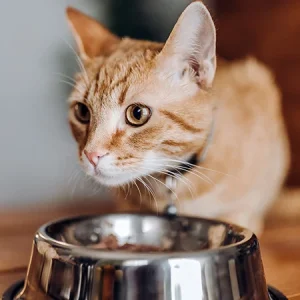 ¿Cuántas veces debes alimentar a un gato?