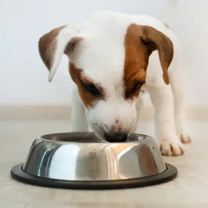 ¿Cuántas veces debes dar comida a un perro?