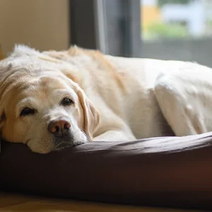 ¿Cuánto duerme un perro?