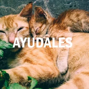 Donar Dinero para Ayudar Animales Sin Casa