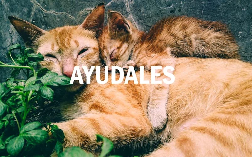 Donar Dinero para Ayudar Animales Sin Casa