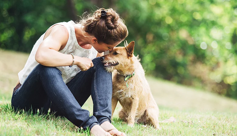 El mejor producto contra pulgas y garrapatas en perros