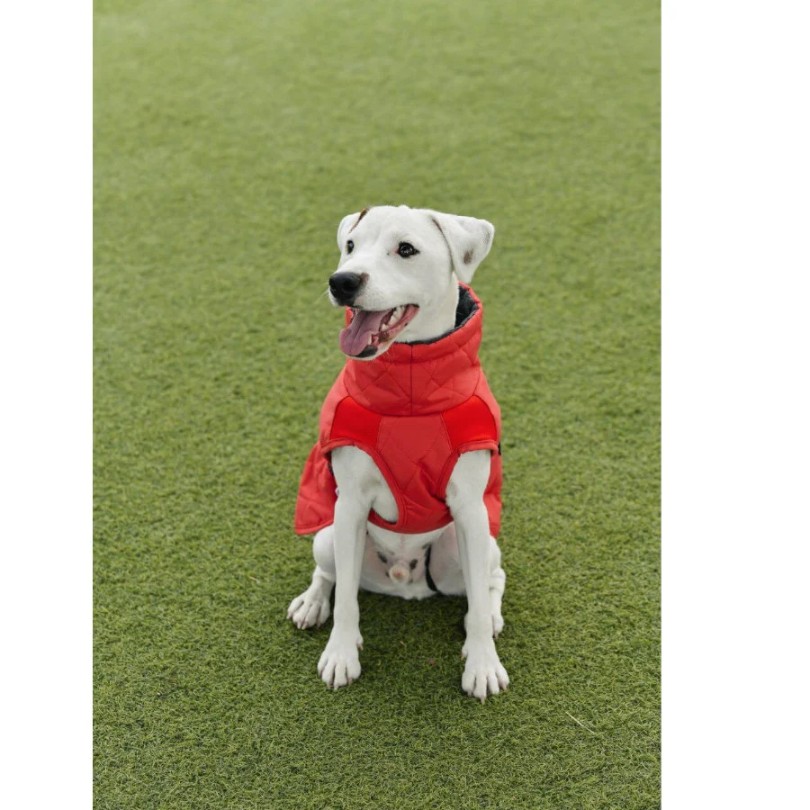 Freedog Oymyakon Rojo Abrigo Impermeable con Arnés para perros - Image 2