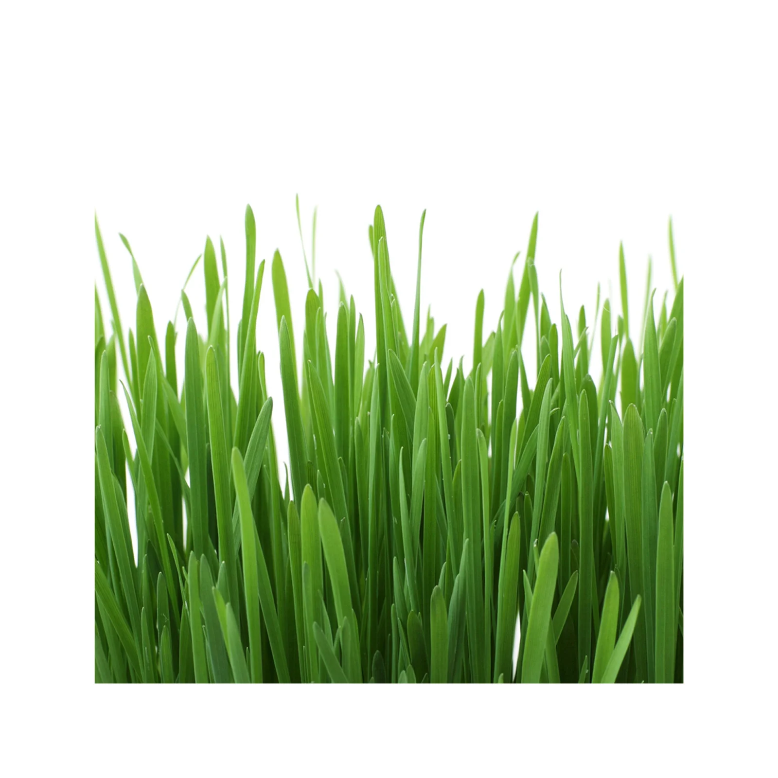 GimCat Hydro-Gras - Image 2