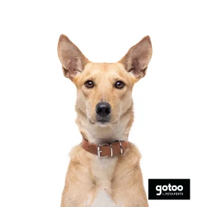 Gotoo Collar Biothane marrón para perros