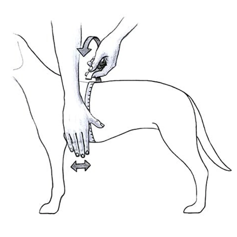 Julius - Image 2