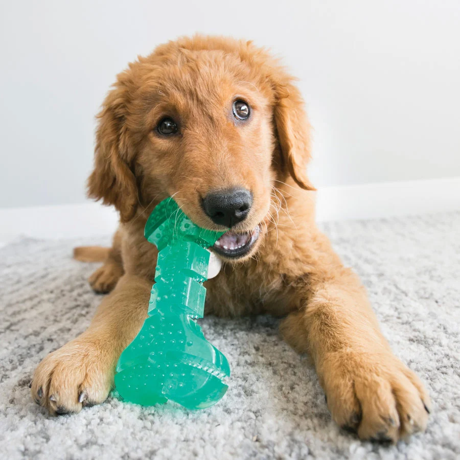 Kong Squeeze Dental Stick juguete para perros - Image 2
