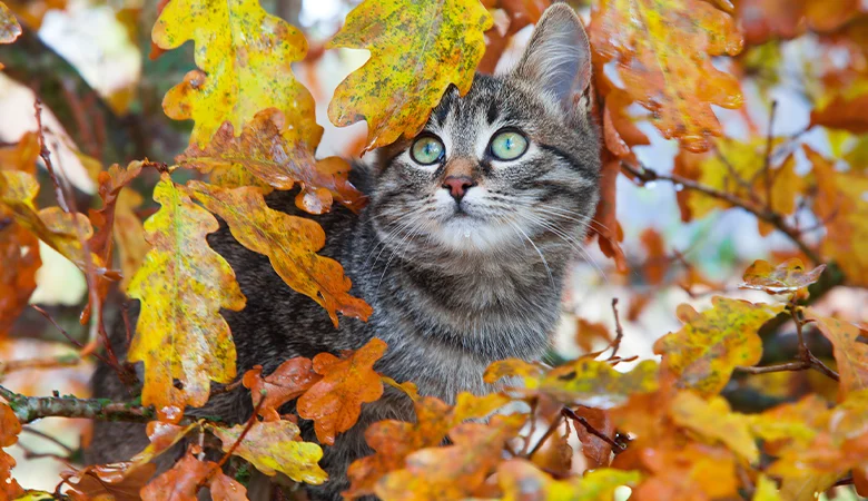 La muda otoñal en los gatos: pelaje de invierno, bolas de pelo y cuidado del pelaje