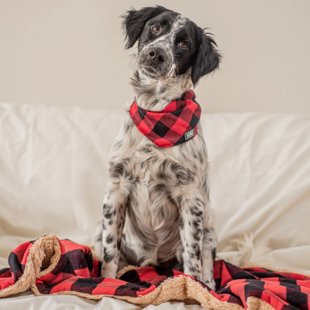 MANTAS HUND - Image 2