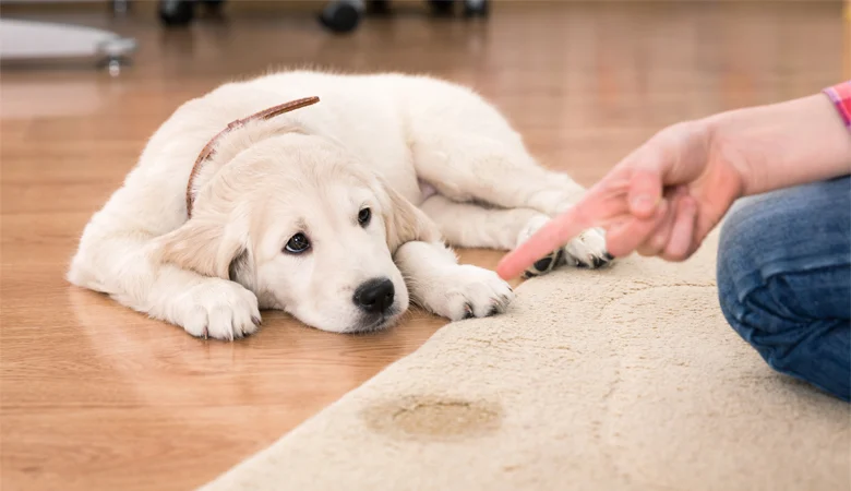 Mi perro orina en casa | Causas del comportamiento urinario anormal