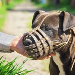 ¿Necesitas un bozal para tu perro?