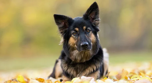 Pomada de miel para la cicatrización de heridas en personas y animales