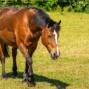 Poni New Forest