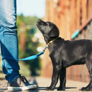 ¿Por qué asistir a un curso con tu cachorro?