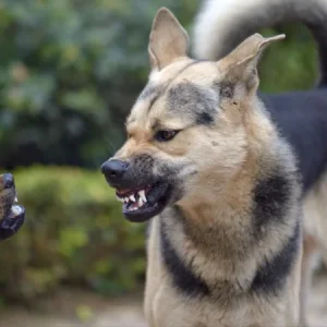 ¿Por qué gruñe un perro? La agresividad y la inseguridad en los perros explicadas.
