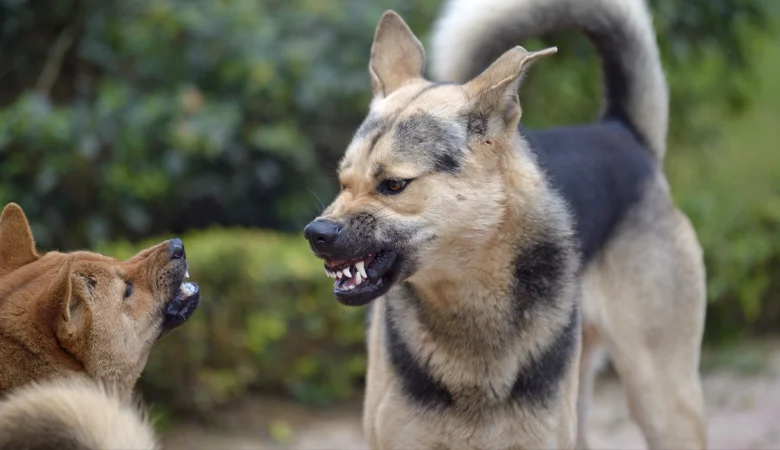 ¿Por qué gruñe un perro? La agresividad y la inseguridad en los perros explicadas.