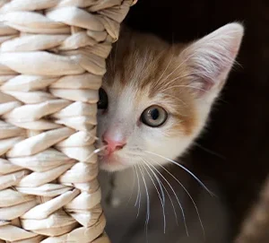 ¿Por qué maúlla tanto mi gato?