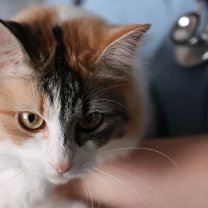 ¿Por qué mi gato tiene calvas?