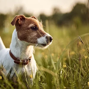 ¿Por qué son peligrosas las espigas para tu perro?