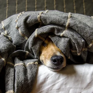 Posturas para dormir del perro