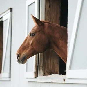 Problemas de comportamiento frecuentes en los caballos